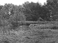 Остатки усадебного парка в с. Муравишники, 1998 г.